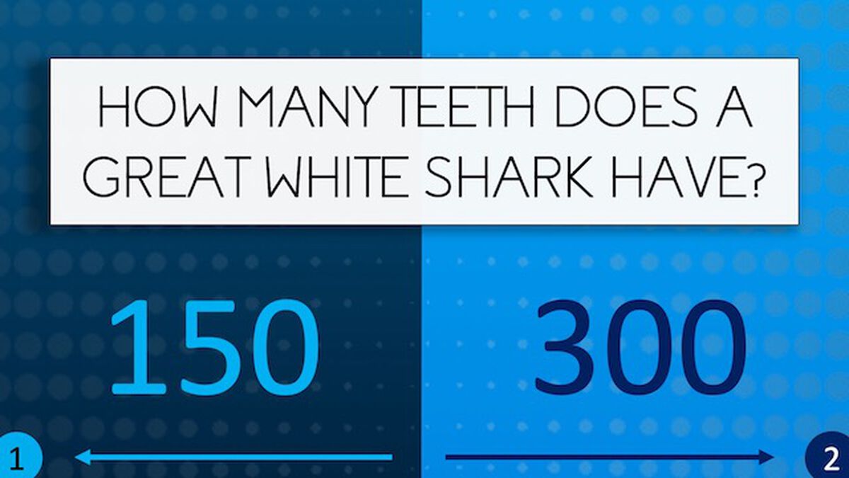 Shark Quiz image number null